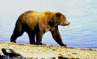 A Grizzly Bear
