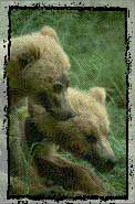 Grizzly Bears