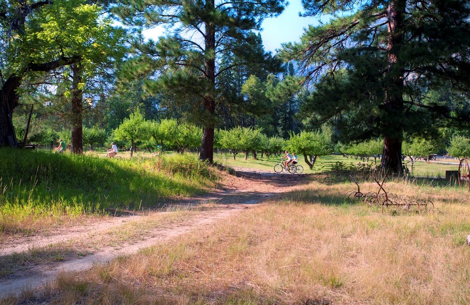 people on bikes ride through trees