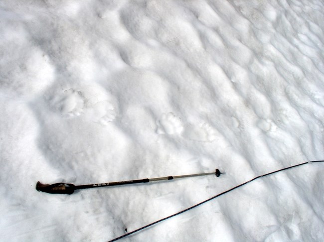 Bear tracks in snow on Neve Glacier