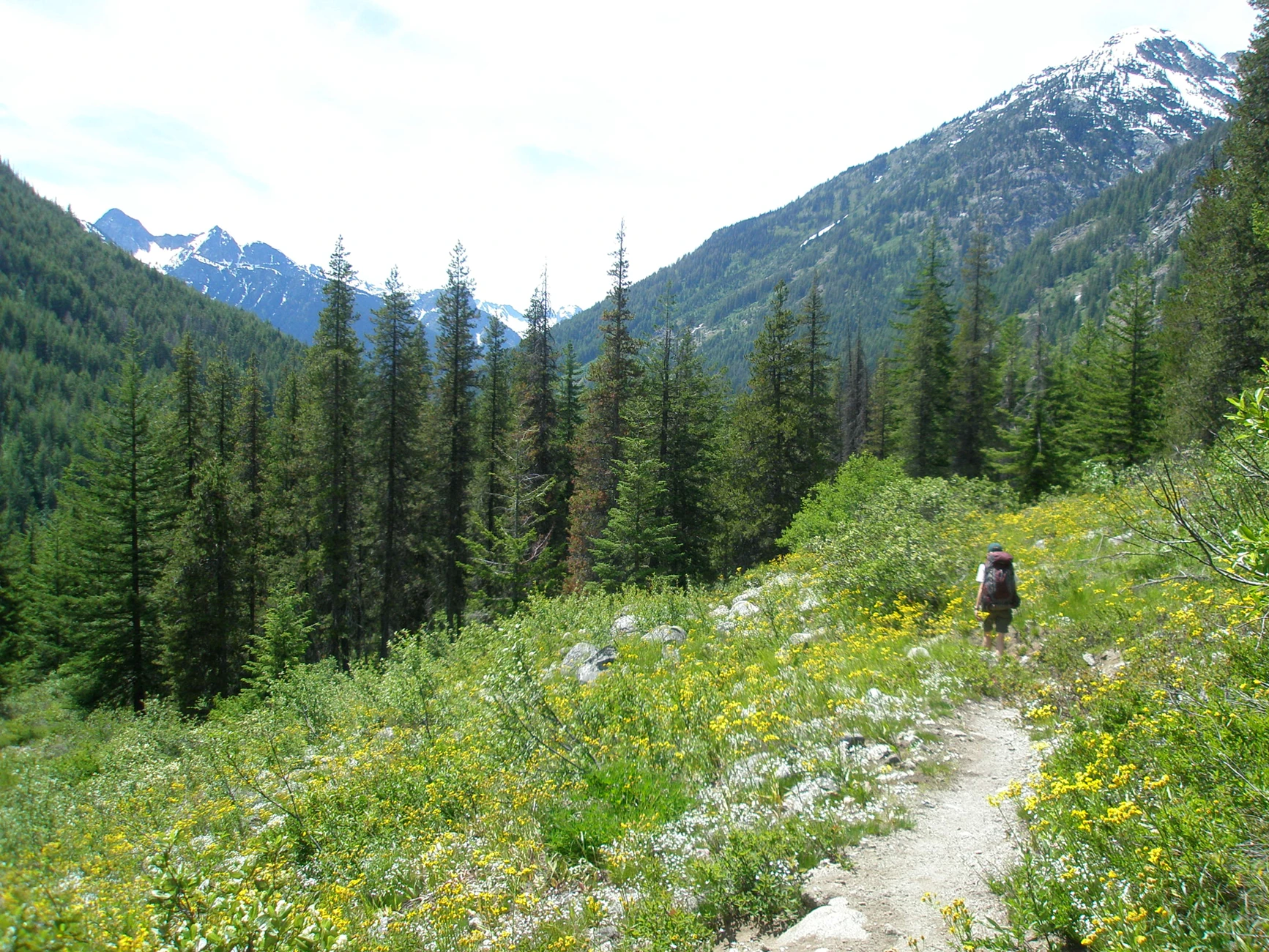 Meadows just east of North Fork Camp. NPS/Rosemary Seifried