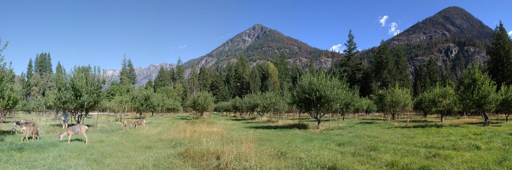 Buckner Orchard
