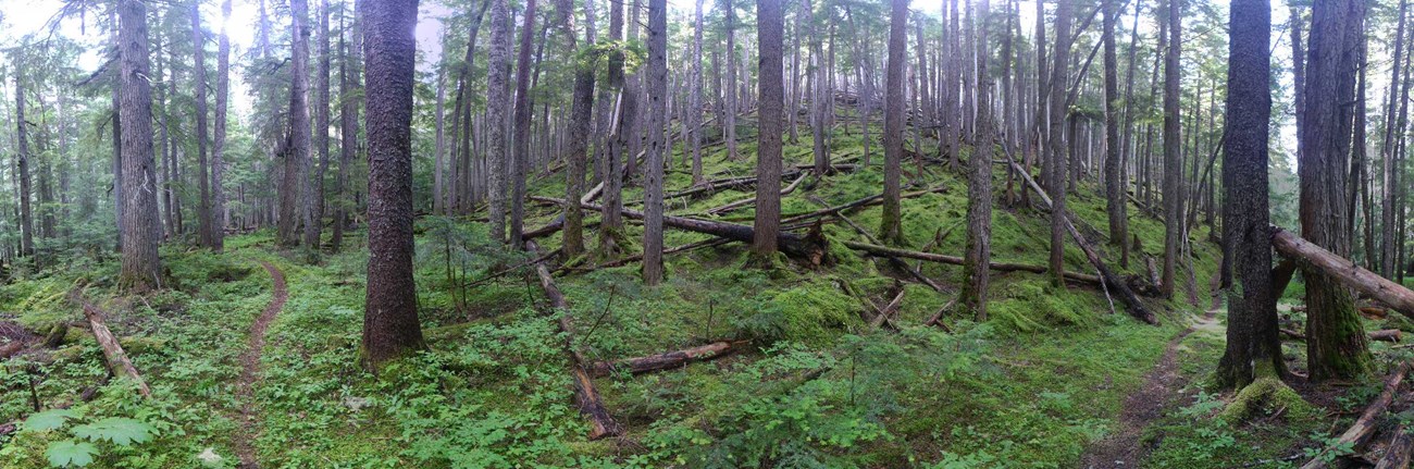 Forest Trail Panorama