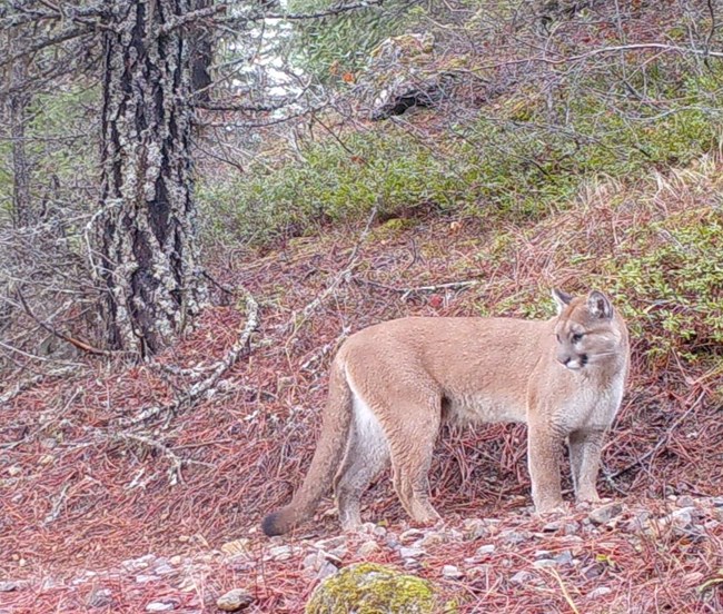 A cougar stands on a forested trail.