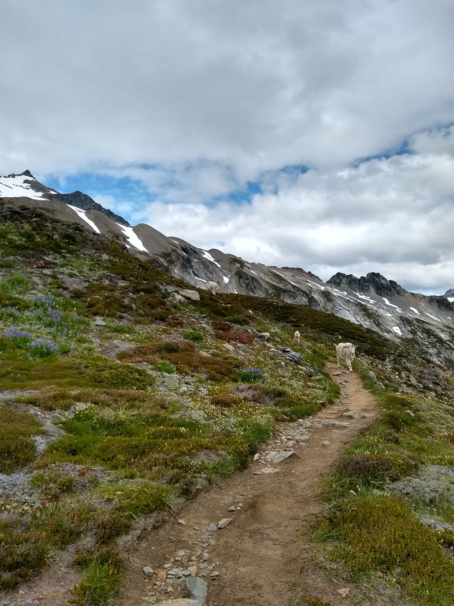 Mountain Goats along Sahale Arm Trail