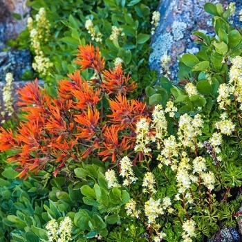 Close up of red and white alpine flowers.