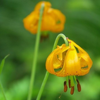 Tiger lilies