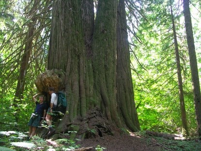 Two hikers standing beneath large cedar trees on Big Beaver Trail