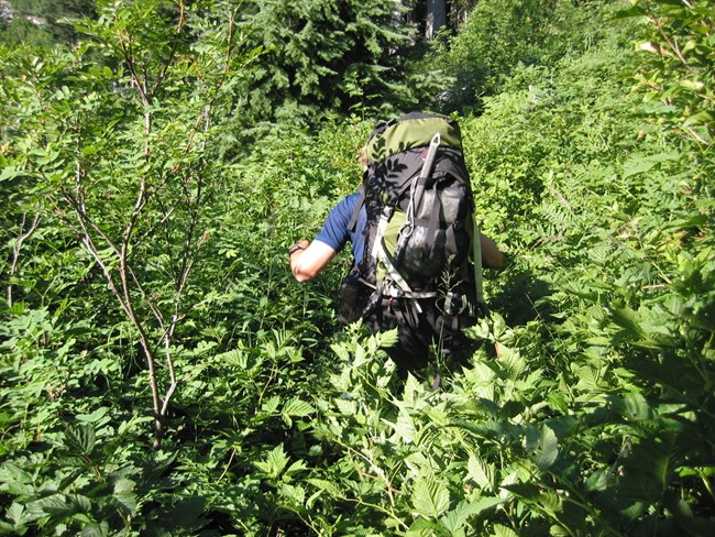 Climber disappears into thick brush