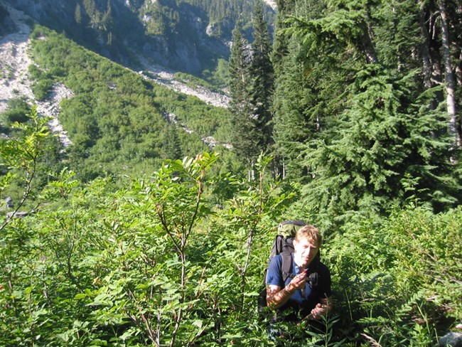 Climber bushwhacking in deep brush