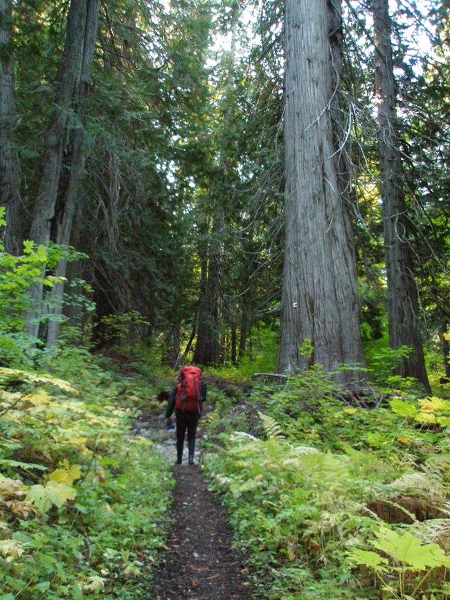 A hiker approaching a western red cedar grove along the Old Wagon (Pacific Crest) Trail.
