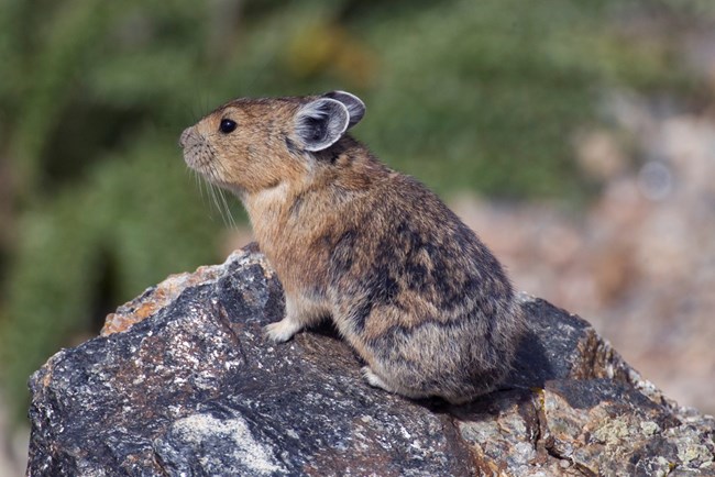 Pika-on-Rock