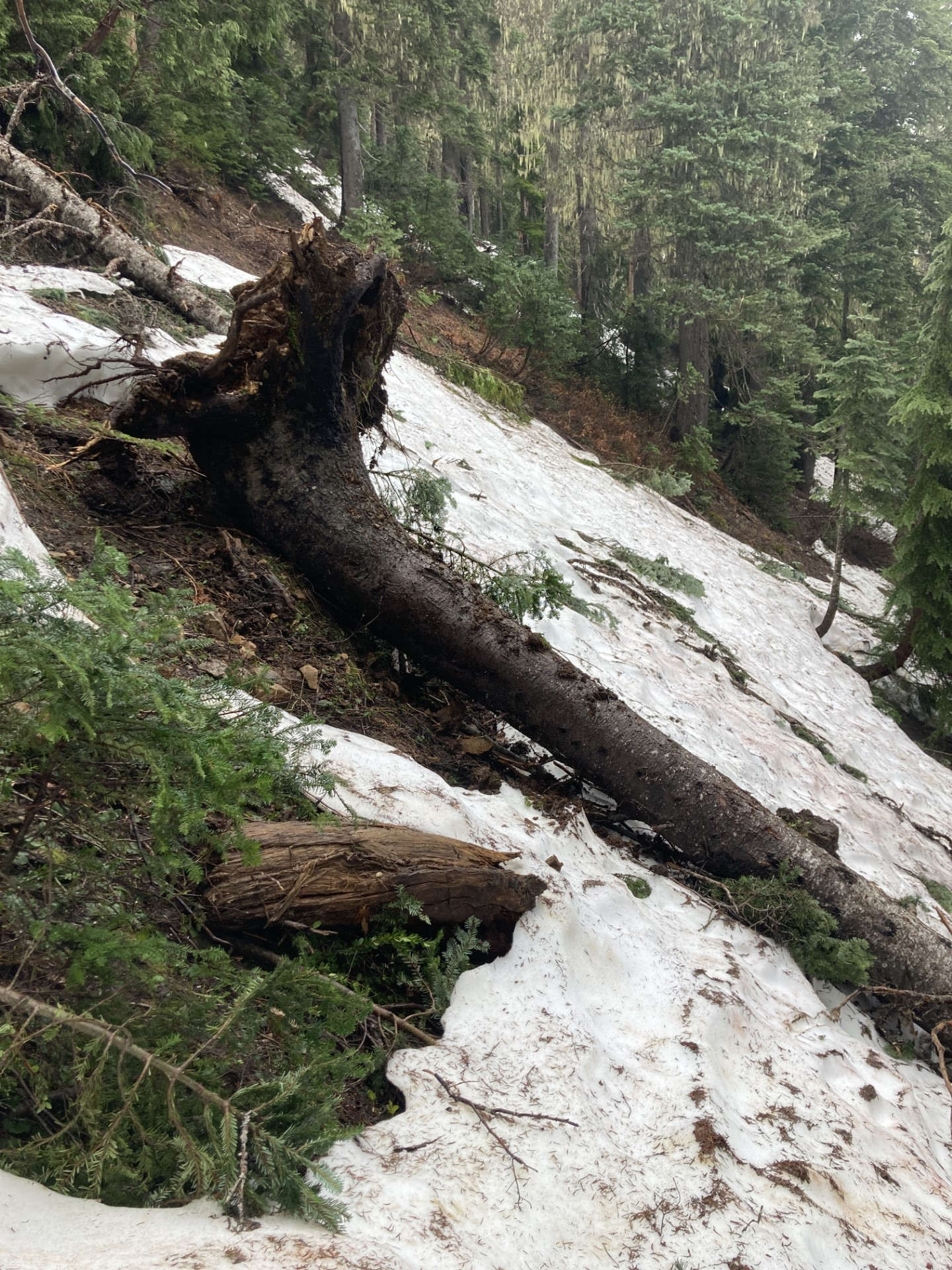 Sourdough trail early season conditions. Not glamorous, but realistic. photo NPS/J. Strandwitz