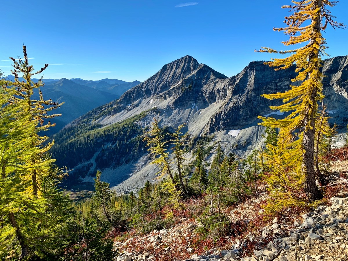 West Level Peak surrounded by yellow larches