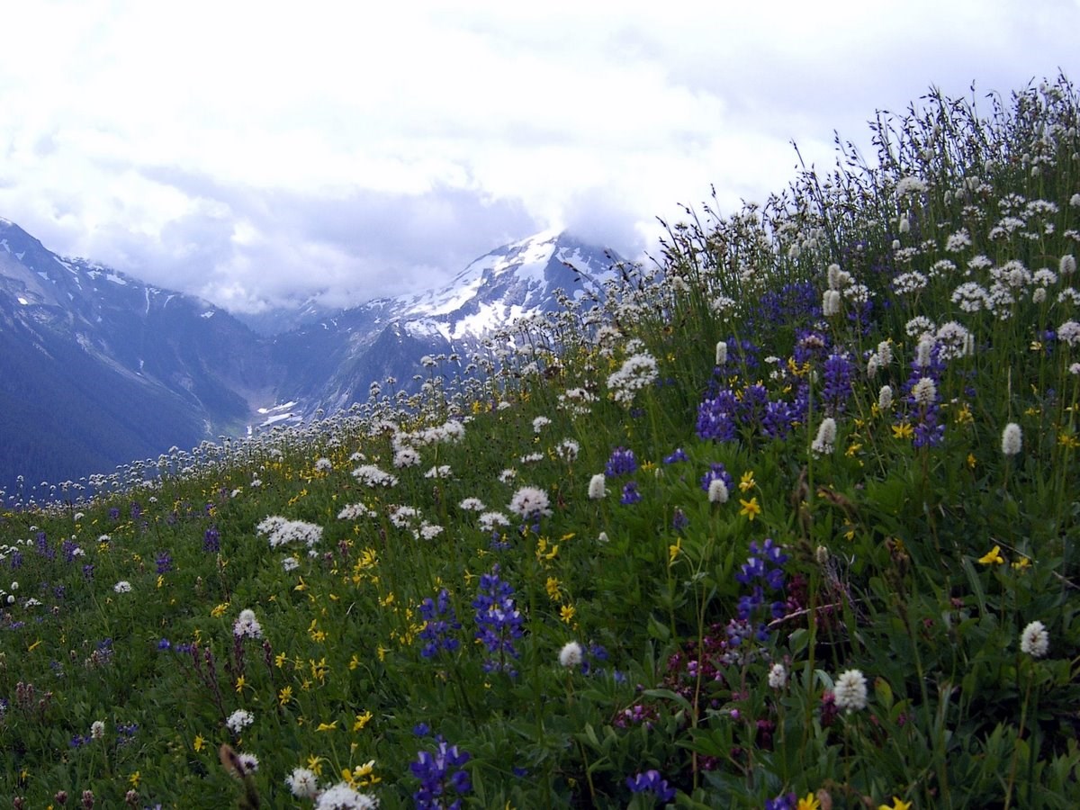 A profusion of wildflowers on Copper Ridge. NPS/Lin Skavdahl