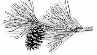 Pine cone