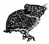 A Pika