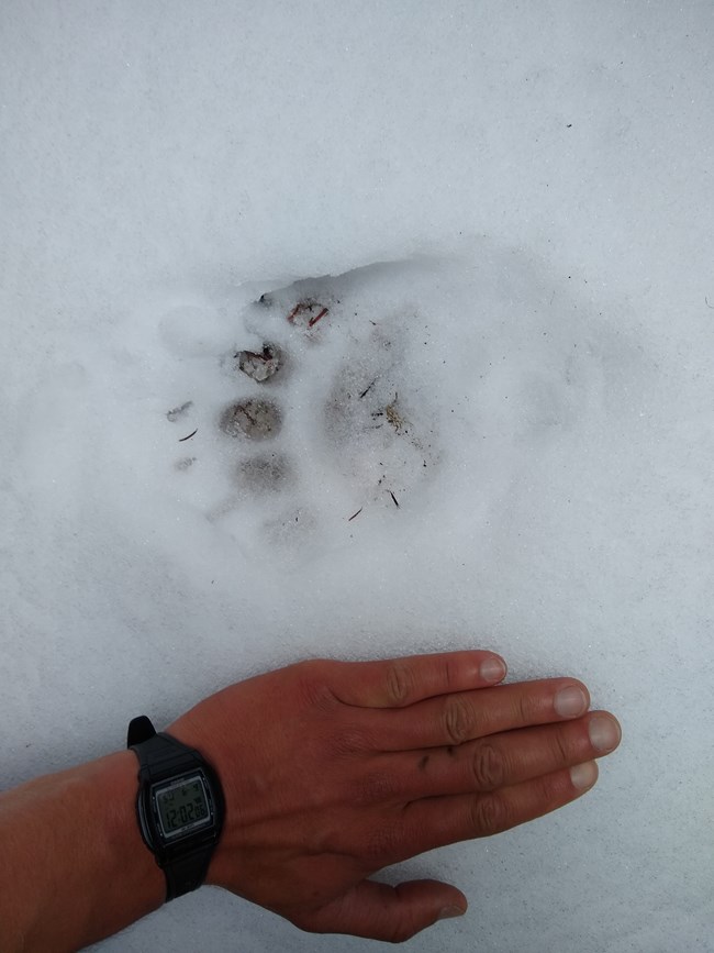 Bear track on the snow next to a hand for scale reference