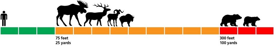 A person and multiple animals arranged along a line, to show proper wildlife safety distances.