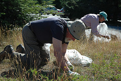 Native Plant volunteers remove invasive species at the Diablo Lake Overlook