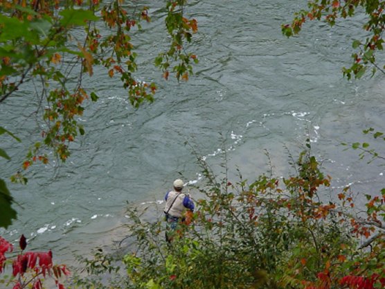 fly fishing in the Manistee River fly fishing in the Manistee River