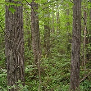 Atlantic White Cedar Swamp National Recreation Trail