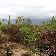 Desert Ecology Trail