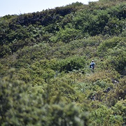 Halemau'a Trail