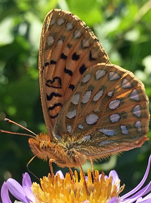 Image 38