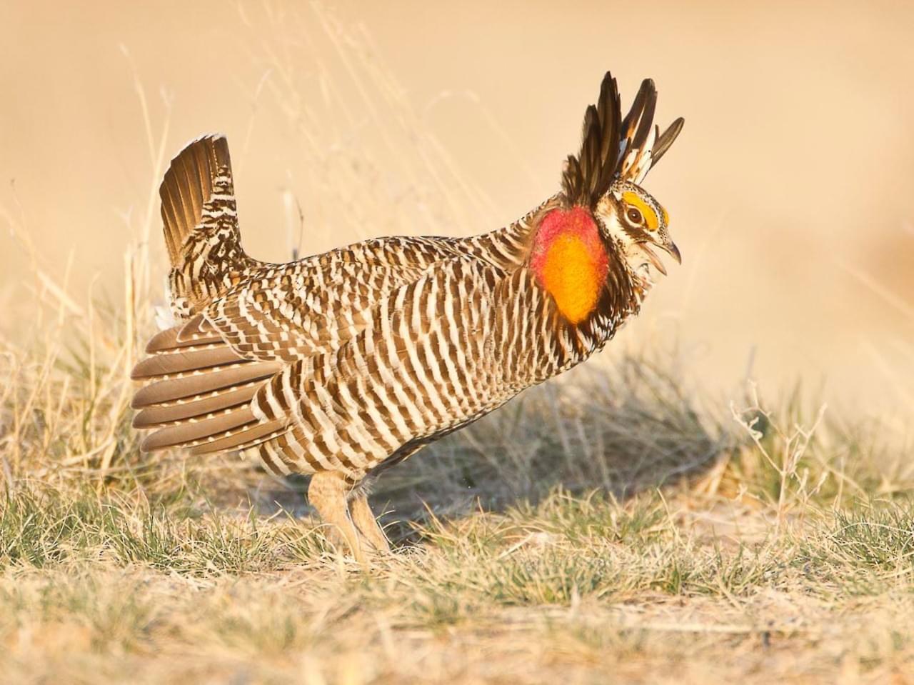 Birds of Tallgrass Prairie 
