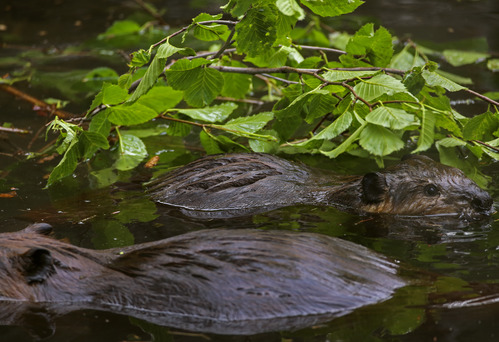 two beavers in a lake eating plants