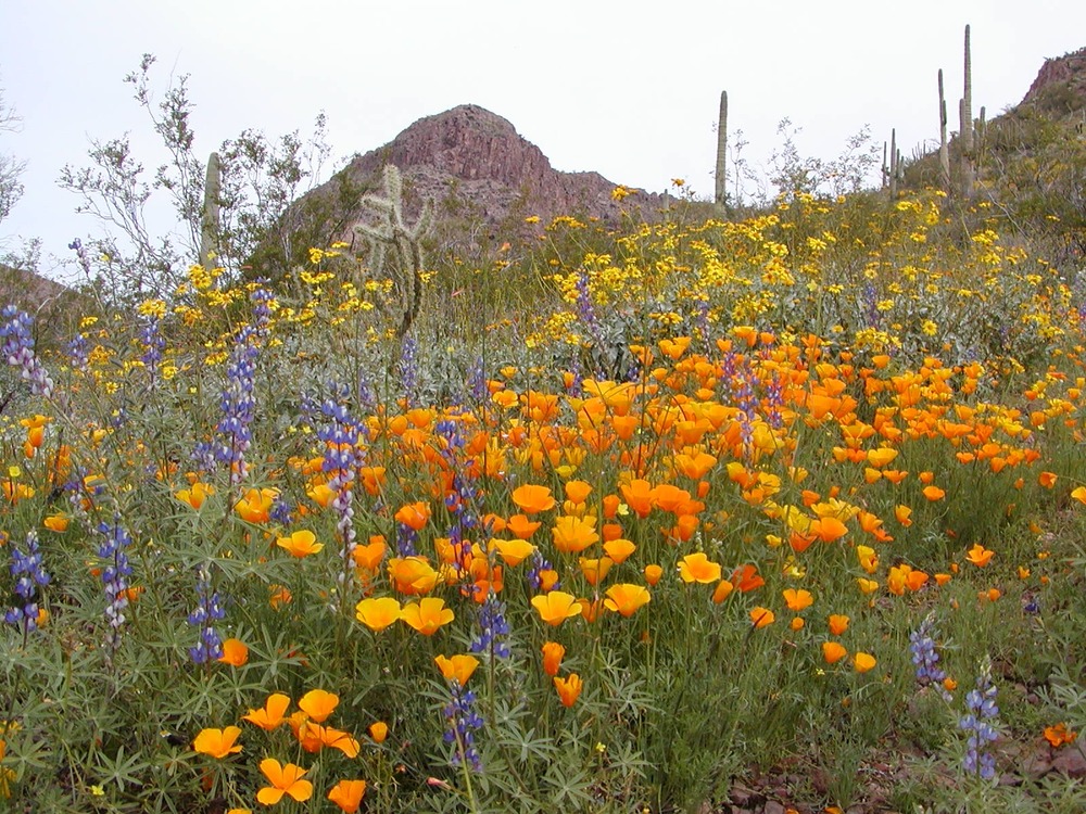 Srping color at Organ Pipe Cactus National Monument