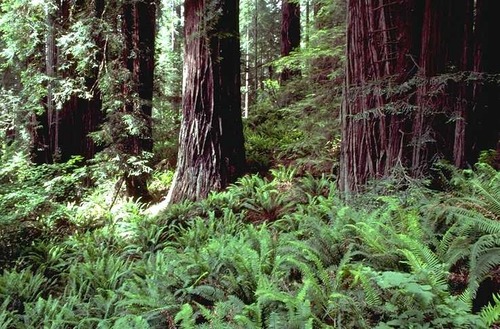 Redwood forest with ferns.