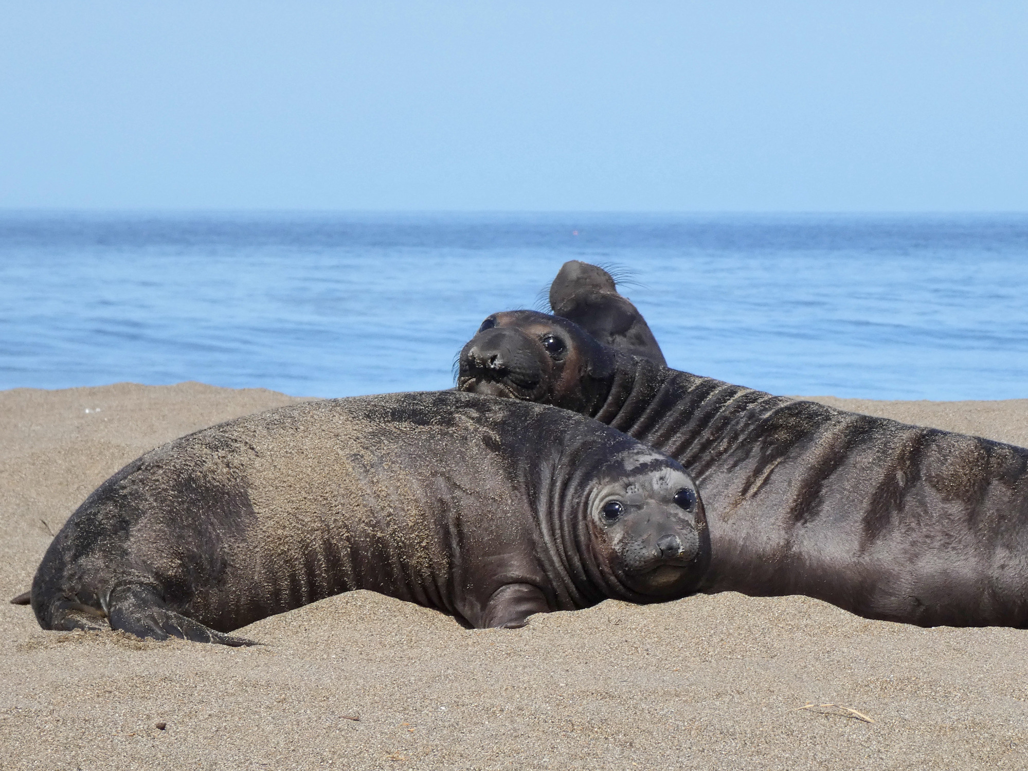 Mold ingen lærken Elephant Seals - Point Reyes National Seashore (U.S. National Park Service)
