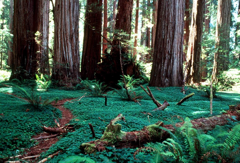 trail in Redwood forest