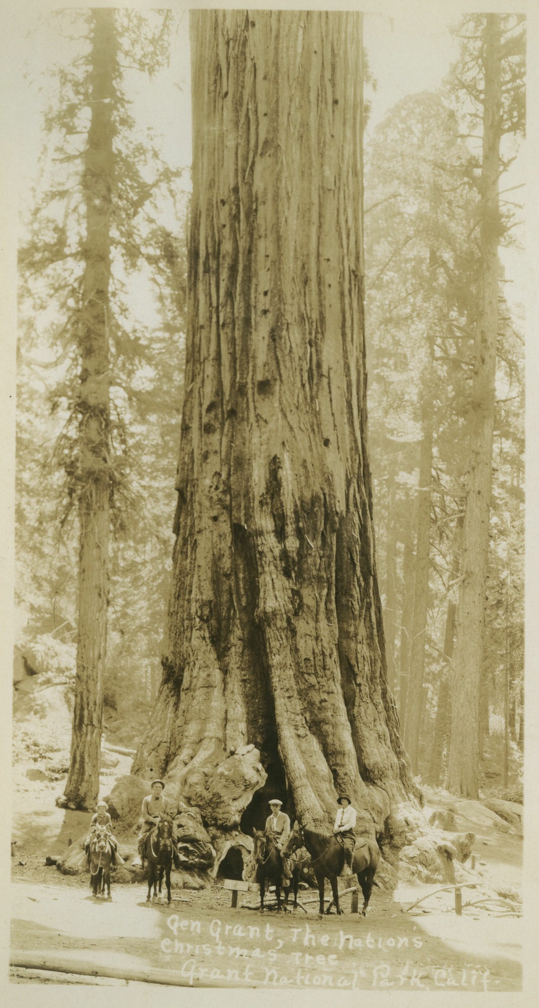 SEKI Roberts Collection Series: 3 Prints; 1 Small; 13 Sequoias