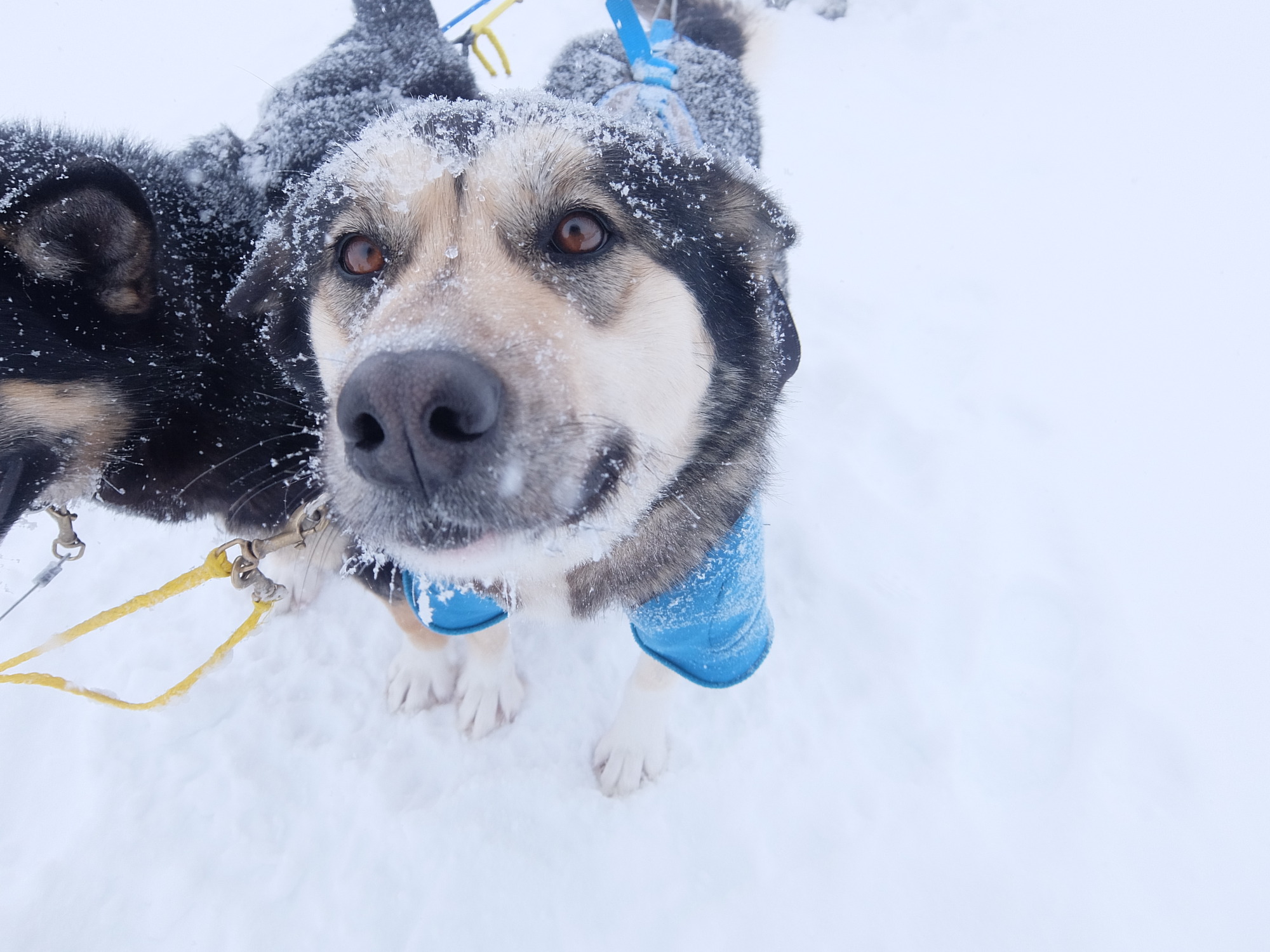 where do sled dogs live