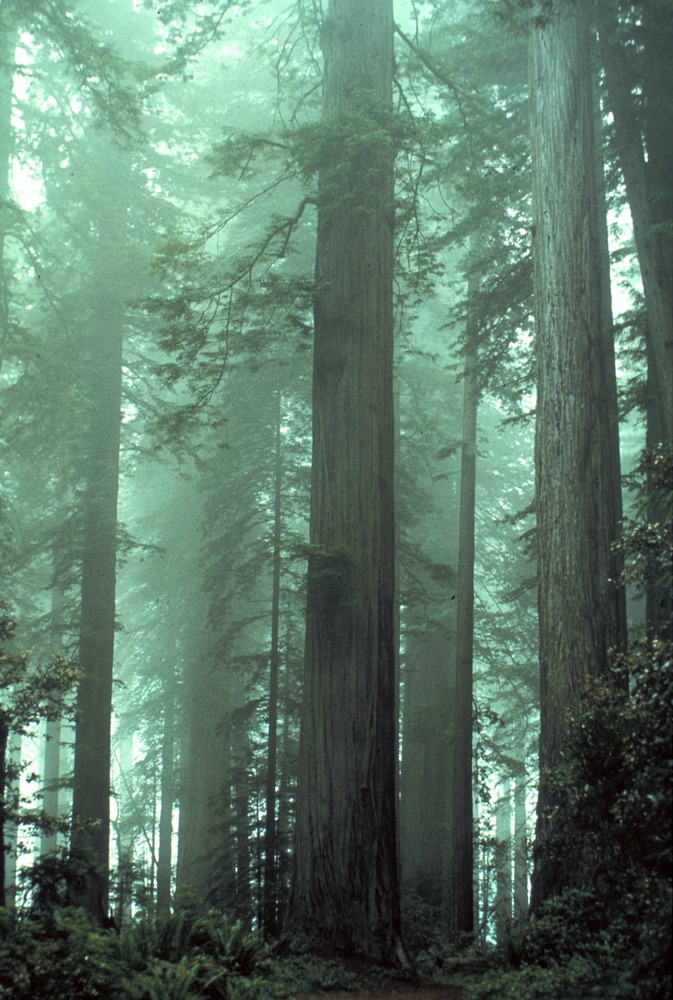 Fog shrouded Lady Bird Johnson Grove.