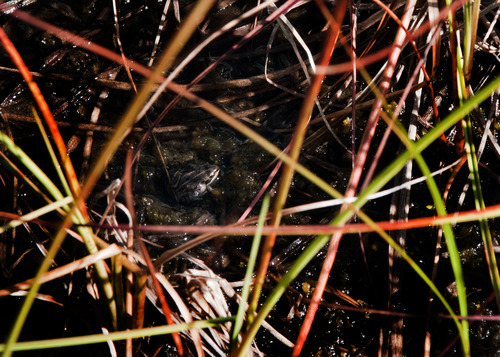 A small frog in a shallow puddle surrounded by grass