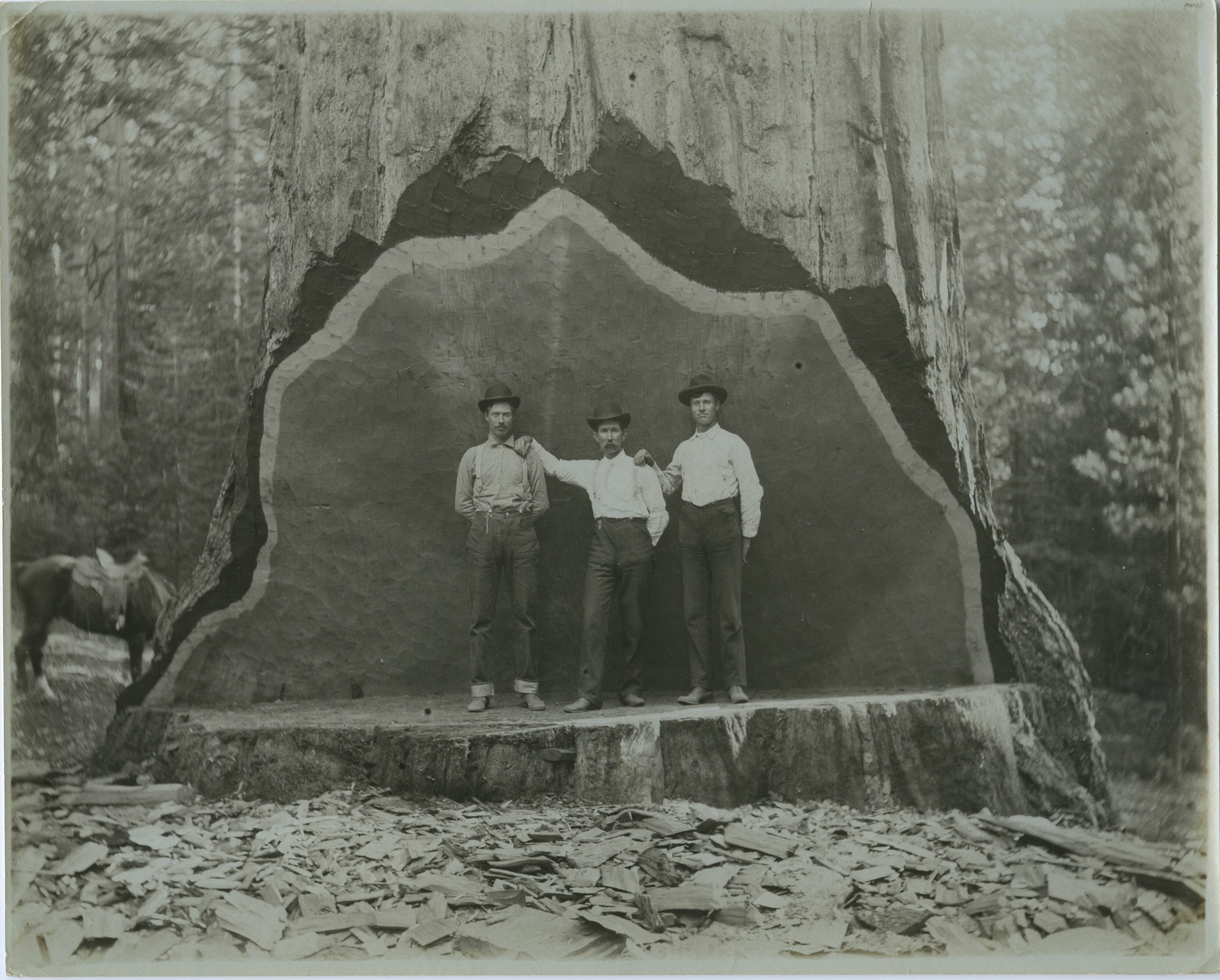 SEKI Roberts Collection Series: 3 Prints; 2 Medium; 13 Sequoias