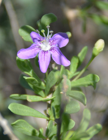 A plant with small, rounded leaves and a purple flower