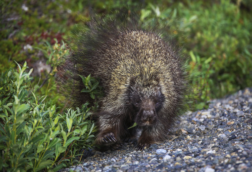 A porcupine eating plants on the side of a gravel road