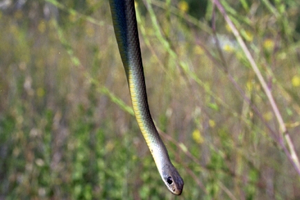 SAMO Snakes