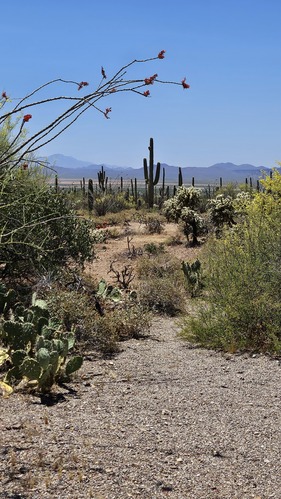 Vertical image. A narrow dirt path winds back and forth into the distance. Around the trail is lush Sonoran desert vegetation and tall Saguaro cacti. In the far background is a distinct mountain range.