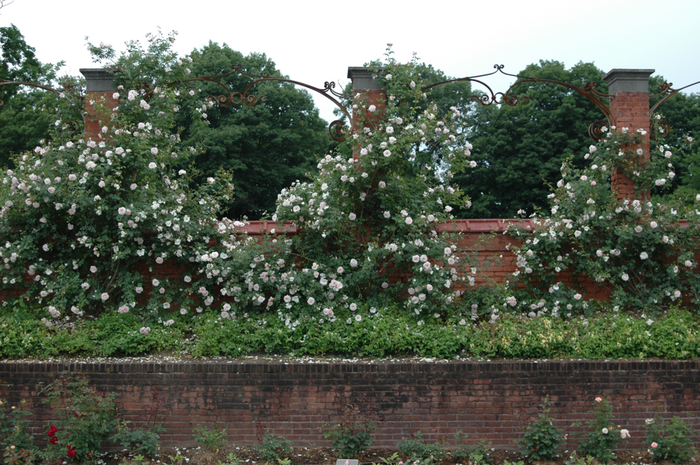 A brick trellis with blooming rose vines.