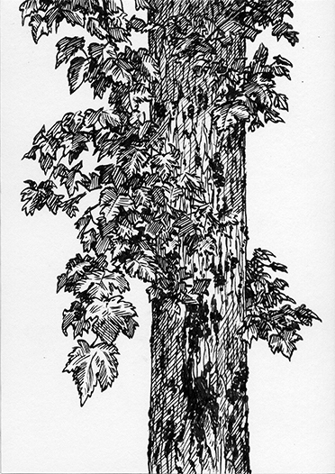 This pen and ink drawing shows the trunk of a mountain maple tree with short, thin branches. Leaves are growing out of the branches. 