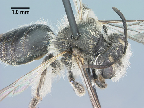 Spring beauty bee (Andrena erigeniae)