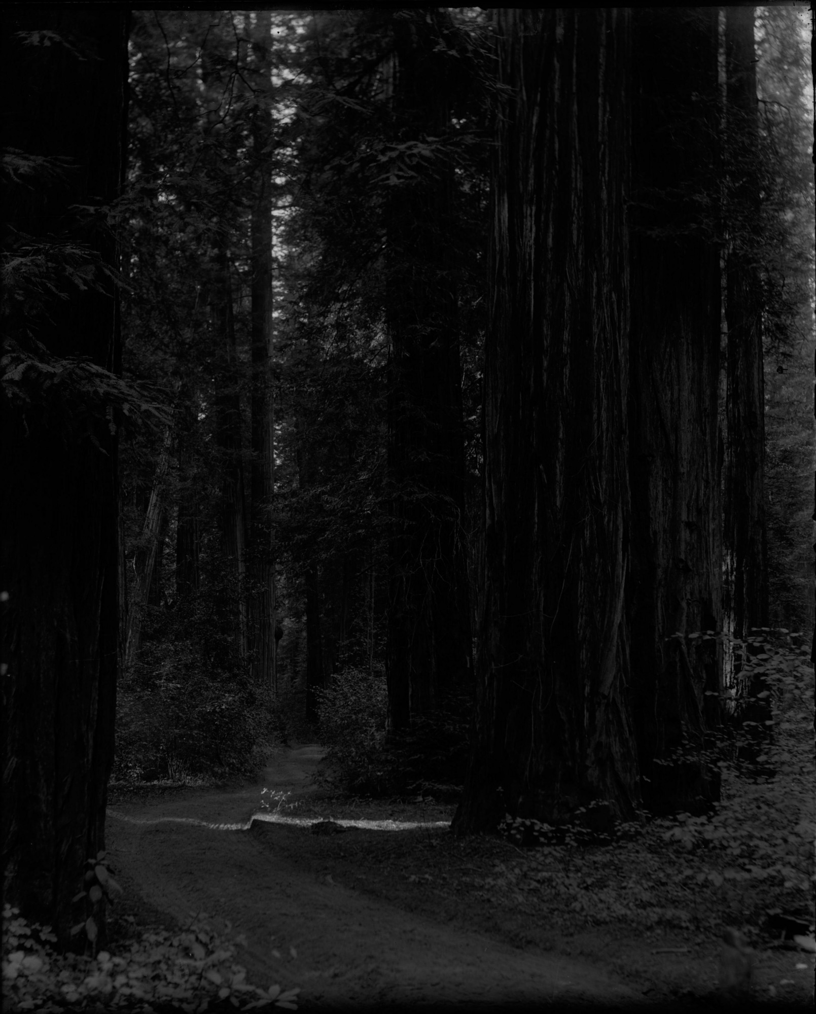 SEKI Roberts Collection Series: 1 Glass Plates; 1 Small glass plates; 13 Sequoias