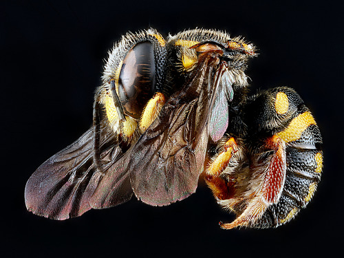 Leaf-cutting bee (Anthidiellum notatum)