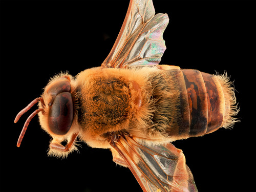 Western honey bee (Apis mellifera)